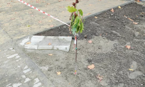 Wykonanie placu postojowego w okolicach Szkoły Podstawowej nr 5